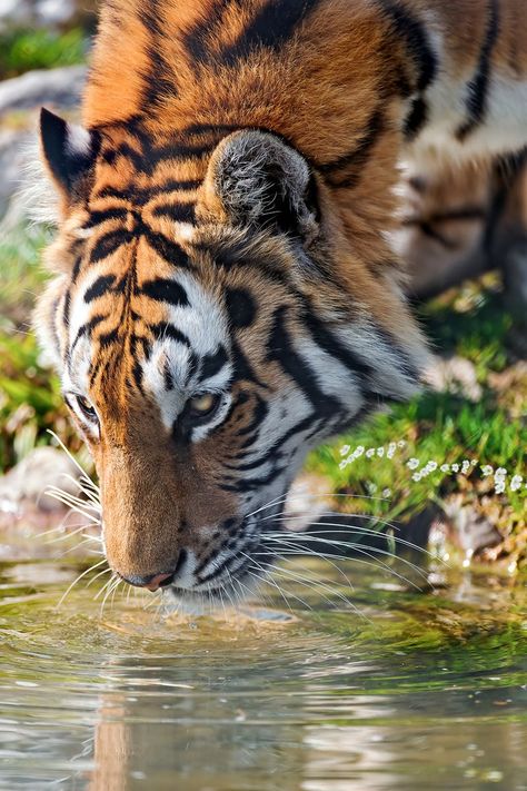 Close-Up Photo of Tiger Drinking Water · Free Stock Photo Tiger Reference Photo, Drinking Water Photography, Tiger Drinking Water, Cool Pictures Of Animals, Tiger In Water, Panthera Tigris, Sumatran Tiger, Tiger Pictures, Wild Animals Pictures