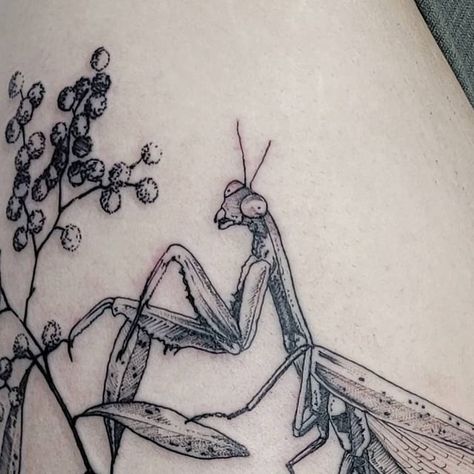 • 𝒂𝒄𝒂𝒄𝒊𝒂 𝒅𝒆𝒂𝒍𝒃𝒂𝒕𝒂 • 𝒎𝒂𝒏𝒕𝒊𝒔 𝒓𝒆𝒍𝒊𝒈𝒊𝒐𝒔𝒂 #prayingmantis #acaciatattoo #biologytattoo #floraltattoo #flowertattoo #botanytattoo #botanicalillustration #botanicaltattoo #vintageillustration #illustrativetattooing #engravingtattoo #entomologytattoo #insecttattoo #rigatattoo #tattooriga #prayingmantistattoo Paying Mantis Tattoo, Preying Mantis Tattoo Sketch, Prey Mantis Tattoo, Praymantis Tattoos, Orchid Mantis Tattoo, Mantis Tattoo Design, Praying Mantis Drawing, Praying Mantis Tattoo, Biology Tattoo