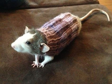 Mouse Clothes Rat Sweater, Dumbo Rat, Rat Toys, Rat Cage, Funny Rats, Fancy Rat, A Rat, Cute Rats, Pet Mice