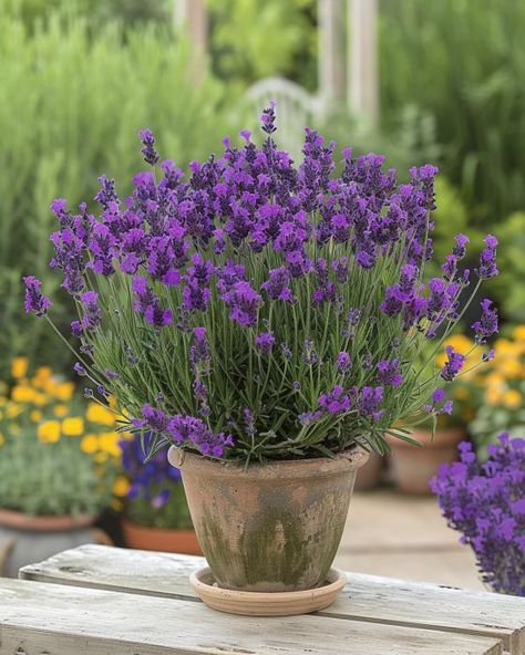 Cultivate the most lush lavender bush in a pot with our detailed guide. Lavender In Pots, Cottage Pool, Potted Lavender, Garden Town, Lavender Varieties, Lavender Bush, Flowering Bushes, Perennial Herbs, Lavender Plant