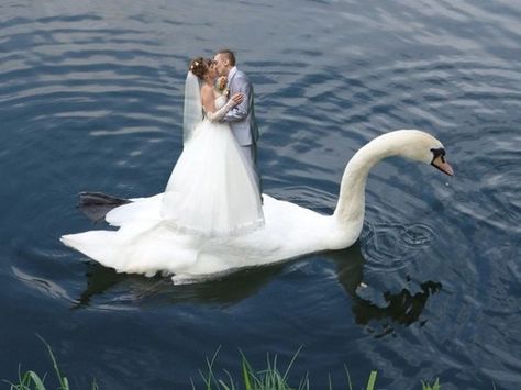 Russian Wedding Photoshop Fails Awkward Wedding Photos, Photoshop Fails, Funny Wedding Pictures, Wedding Fail, Awkward Photos, Russian Wedding, Star Of The Day, Retouching Photoshop, Funny Wedding Photos