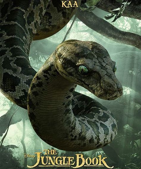 Kaa. Female. She is in the dark part of the forest. She is a hypnotist she can hypnotize you. She is big. Mogli Jungle Book, Jungle Book Snake, Kaa Jungle Book, The Jungle Book 2016, Kaa The Snake, Jungle Book 2016, Jungle Book Movie, Dark Jungle, The Jungle Book