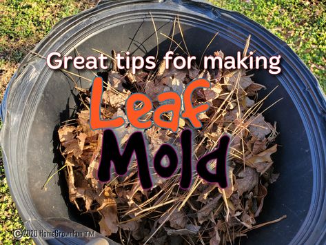 Leaf Compost, Leaf Mold, Sustainable Homestead, Dandelion Leaves, Diy Leaves, Fall Garden Vegetables, Gardening Techniques, Garden Compost, Home Grown