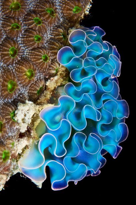 Fauna Marina, Underwater Photographer, Beautiful Sea Creatures, Sea Slug, Underwater Creatures, Underwater Life, Water Life, Slug, Ocean Creatures