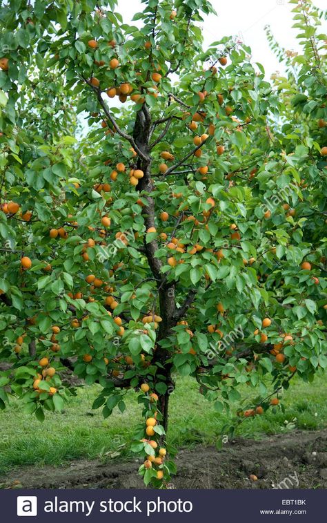 Small House Garden, Apricot Tree, Growing Fruit Trees, Tree Growing, Herb Garden Design, Vertical Garden Diy, Cottage Garden Design, Zone 5, Garden Shrubs