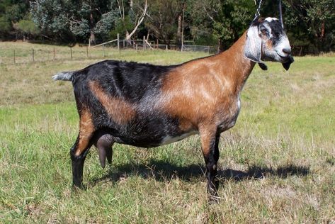 Anglo Nubian Goats, Nubian Goats, Nubian Goat, Happy Goat, Goat Care, Run In Shed, Boer Goats, Goat Farm, A Goat