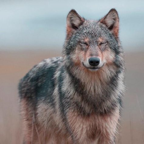 Wolf Wolf World, Wolf Hybrid, Wolf Photos, Wolf Love, She Wolf, Wild Wolf, Wolf Pictures, Wolf Spirit, Beautiful Wolves