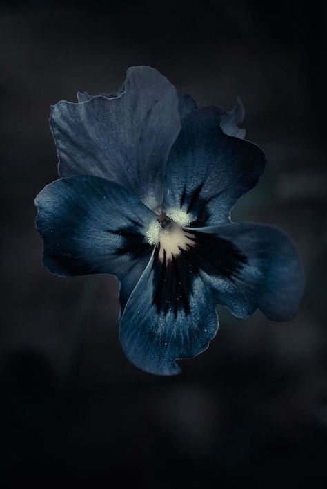 Midnight Garden, Feeling Blue, Dark Background, Blue Flower, Blue Aesthetic, Pansies, Secret Garden, Color Inspiration, Deep Blue