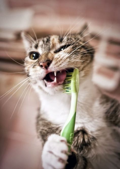 5 Ways to Keep your Cat's Teeth Clean Pet Dental Month, Dental Humor, Cat Facts, Cat Care, Cats Meow, Maine Coon, Teeth Cleaning, Crazy Cat Lady, Crazy Cats