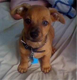 A little baby Chiweenie: (part Chihuahua and part Doxie). If that face doesn't just melt your heart then you have no heart Chiweenie Puppies, Chiweenie Dogs, Puppies Pictures, Hybrid Dogs, Dachshund Mix, Small Puppies, Little Puppies, Animals Friends, I Love Dogs