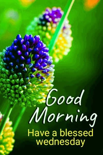 Wednesday Morning Greetings, Wednesday Images, Happy Wednesday Images, Blessed Morning Quotes, Wednesday Blessings, Morning Wednesday, Morning Tuesday, Blessed Wednesday, Good Morning Wednesday