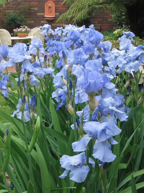 Dry Riverbed Landscaping, Blue Iris Flowers, Perennial Bulbs, Blue Iris, Iris Garden, Garden Bulbs, Shabby Flowers, Blue Garden, Iris Flowers