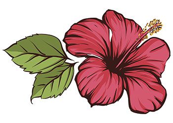 Hibiscus flower/ flor amapola Hibiscus Flower Drawing, Hibiscus Flower Tattoos, Flower Hawaii, Hibiscus Tattoo, Pencil Drawings Of Flowers, Beautiful Flower Drawings, Hawaiian Tattoo, Flower Drawing Design, Flower Art Drawing