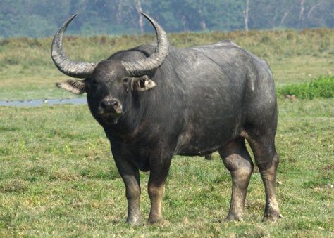 -Indian_Water_Buffalo Wildlife Facts, Wild Water, African Buffalo, Conservation Biology, Musk Ox, Wild Waters, Wild Kratts, Wildlife Reserve, Water Buffalo