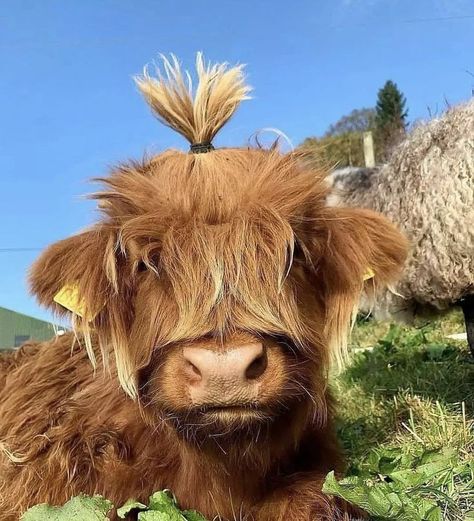 Long Haired Cows, Pet Cows, Mini Cows, Baby Highland Cow, Baby Farm Animals, Fluffy Cows, Cow Pictures, Cute Small Animals