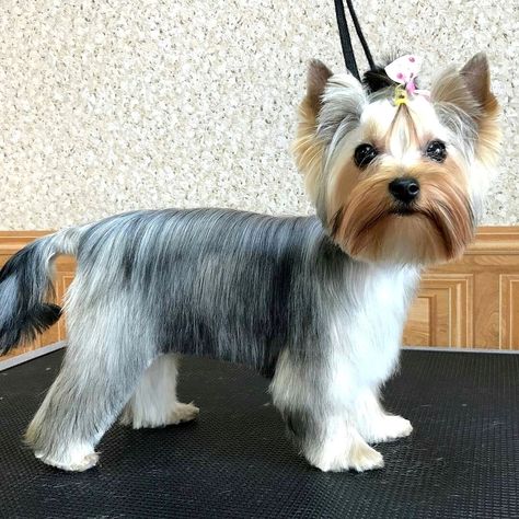 Party Yorkie Haircut, Parti Yorkie Haircut, Yorkie Grooming Styles, Terrier Grooming Styles, Yorkie Grooming, Grooming Yorkies, Yorkie Puppy Care, Yorkshire Terrier Grooming, Yorkie Painting