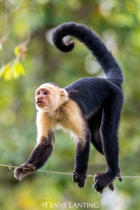 Zoo Animal Photography, Jungle Animals Photography, Monkey Reference Photo, Monkey Reference, Gibbon Monkey, Monkey Photography, Capuchin Monkeys, Marmoset Monkey, Jungle Monkey