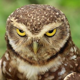 Angry owl Scary Owl, Owl Medicine, Angry Owl, Saw Whet Owl, Burrowing Owl, Black Owl, Owl Wallpaper, Barred Owl, Brown Bird