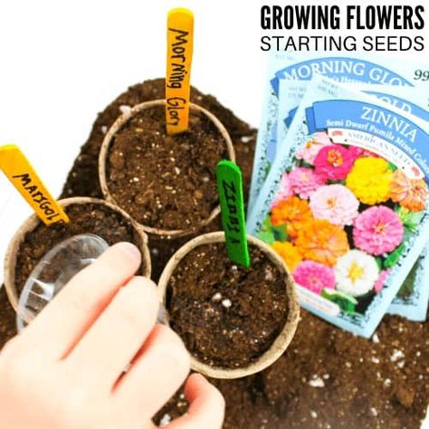 Easy Flowers To Grow This Spring | Little Bins for Little Hands Plant And Flower Activities Preschool, Flowers Activities For Preschool, Twos Activities, Growing Activities, Easy Flowers To Grow, Flowers Activity, Flower Activities For Kids, Spring Stem Activities, Garden Preschool