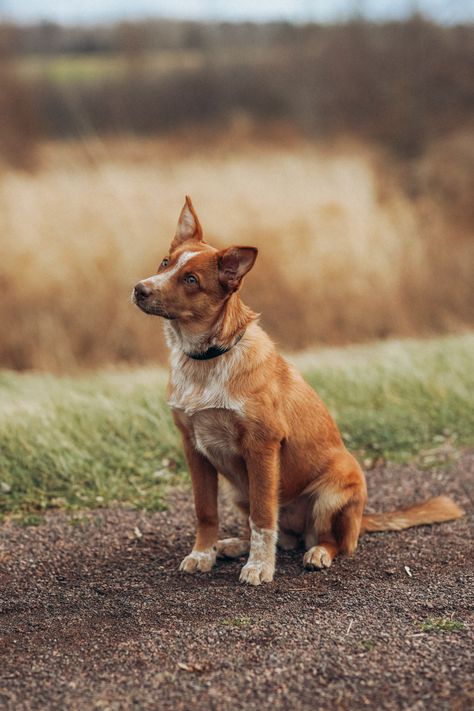 Red Heeler Aesthetic, Red Cattle Dog, Red Heeler Puppy, Australian Heeler, Red Heeler Puppies, Moodboard Pictures, Red Heeler Dog, Dream Ranch, Heeler Dogs