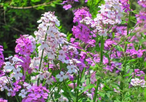 Tall Phlox, Flocks Flower, Phlox Plant, Blooming Perennials, Phlox Flowers, Creeping Phlox, Plants Tips, Growing Gardens, Sun Perennials