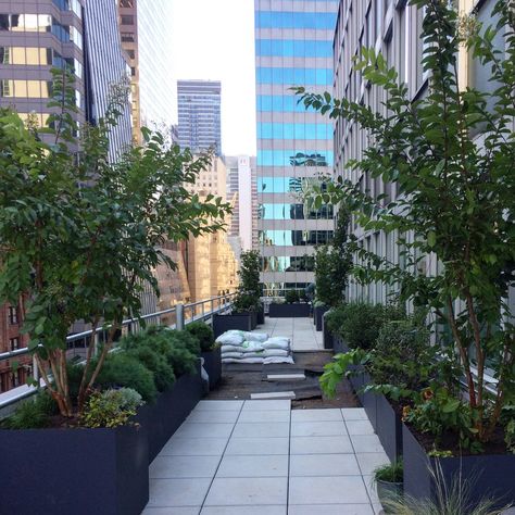 Park Avenue, midtown NYC roof terrace on the 16th floor with native and ornamental plantings, green roof, and seating areas. Nyc Terrace, Terrace Plants, Nyc Landscape, City Terrace, Cobble Hill Brooklyn, Bluestone Pavers, Midtown Nyc, Garden Levels, Fragrant Plant