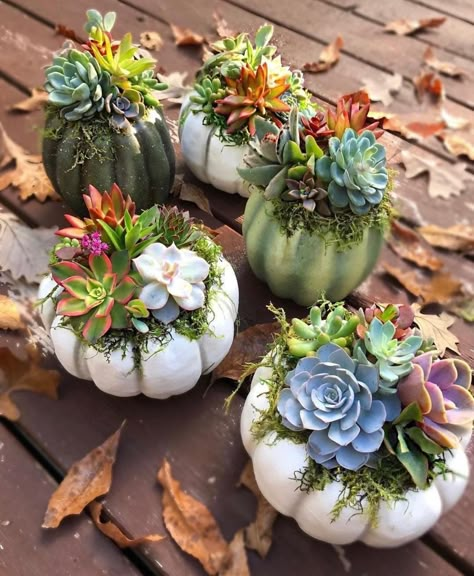 Succulent Pumpkin, Succulent Gardening, Kraf Diy, Succulent Arrangements, Cactus Y Suculentas, Kew Gardens, Deco Floral, Garden Care, Fall Centerpiece