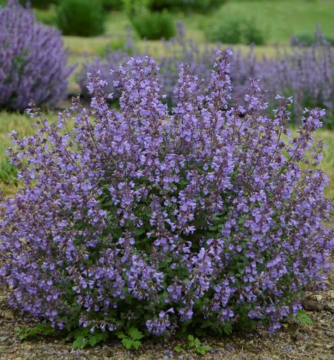 An easy to grow perennial with long lasting, blue flowers. The aromatic foliage forms a tight mound of compact foliage. It is perfect for containers, edging beds and tucking into small garden spaces. It may be sheared after blooming to promote reblooming. Periwinkle Flowers, Cottage Farm, Front Landscaping, Gautama Buddha, Wildlife Gardening, Blooming Plants, How To Attract Hummingbirds, Small Space Gardening, Water Flowers