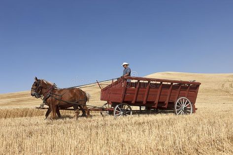 Draft Horses Pulling, Farm Fest, Belgian Draft Horse, Farm Wagons, Horse Wagon, Horse Competition, Amish Farm, Men Driving, Draft Horse