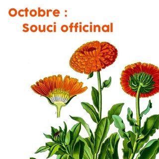 Le mois d'octobre : le souci officinal Geniale Tattoos, Under My Skin, Flower Illustration, Orange Flowers, My Skin, Real Flowers, Etsy Printables, Tattoo Inspo, Vintage Flowers