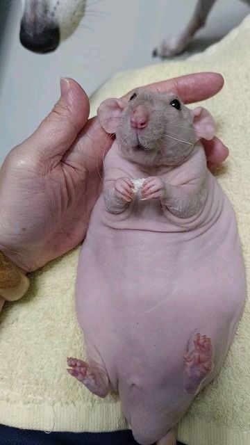 Wet Rat Dog, Hairless Mole Rat, Bald Rat, Rat Fursona, Ugly Rat, Rex Rat, Hairless Animals, Hairless Rat, Dumbo Rats