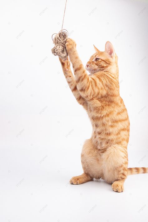 Cat Playing With Toy, Cat Playing With Yarn, Background Cat, Cat Traps, Pet Picture, Chain Gang, Cat Reference, Cat Hiding, Cat Pose