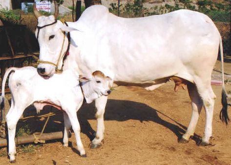 Spiritual significance of a cow  #Cow #Worship #Sacred #HinduGods Hotels Interior, Cow Sketch, Cow Names, Cow Portrait, Cow Photography, Flex Banner, Cow Wallpaper, Cow Drawing, Cow Photos