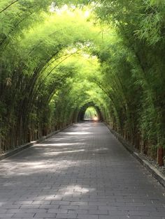 Resort Landscape Design, Landscape Resort, Resort Landscape, Bamboo Landscape, Driveway Landscaping, Bamboo Garden, Tropical Resort, Garden Landscape Design, Cool Landscapes