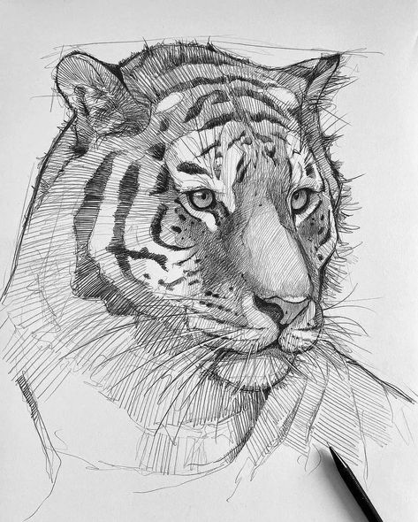 @yourartuniverse on Instagram: “__ 🐯 𝐓𝐢𝐠𝐞𝐫 🐯✨| What do you think? ➖➖➖➖➖➖➖➖➖➖➖➖➖➖➖➖ 🎨 𝐀𝐫𝐭𝐢𝐬𝐭: @art_iusupov ✅𝐑𝐚𝐭𝐞 𝐭𝐡𝐢𝐬 𝐟𝐫𝐨𝐦 𝟏-𝟏𝟎 ➖➖➖➖➖➖➖➖➖➖➖➖➖➖➖➖ ❤❤❤ double tap ✍️ 𝐋𝐢𝐤𝐞,…” Tiger Sketch, Realistic Animal Drawings, Big Cats Drawing, Academic Drawing, Tiger Drawing, Big Cats Art, Tiger Art, Pencil Art Drawings, Cool Sketches