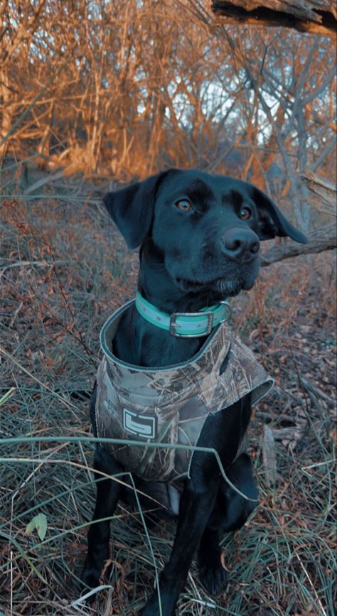 Country Puppy, Hunting Puppies, Hunting With Dogs, Hunting Dog Accessories, Winter Hunting, Hunting Aesthetic Wallpaper, Hunting Dog Aesthetic, Hunting Asethic, Hunting Stuff