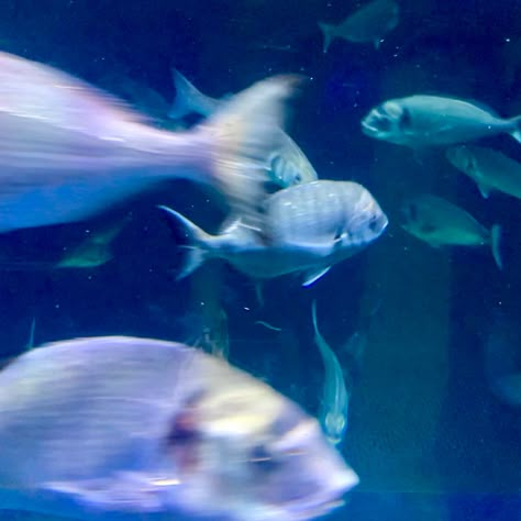 #fashion #food #funny #free #fyp #fish #whisper #tiktok #fashion #1 #aesthetic #coquette #aquarium #aqua #blue #bluewater #watercolor #sea #seafood #fyp #sealife #animals #cute #animalsnature #nature # Fish Core Aesthetic, Fish Ocean Aesthetic, Light Blue Sea Aesthetic, Fish Aesthetic Blue, Blue Aquarium Aesthetic, Ocean Aesthetic Icon, Blue Fish Aesthetic, Fish Aquarium Aesthetic, Sea Core Aesthetic