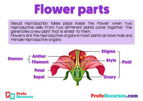 Parts of a Flower and Reproductive Organs | Science Resource Reproductive Parts Of A Flower, Volleyball Bedroom, Flower Science, Plant Biology, Children Activities, Organ System, Butterfly Life Cycle, English Worksheets For Kids, Parts Of A Flower