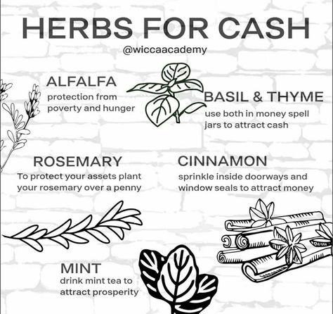 Herbs That Attract Money, Abundance Herbs Witchcraft, Money Drawing Herbs, Herbs For Money, Wiccan Recipes, Witchy Affirmations, Money Herbs, Herb Meanings, Spell Herbs