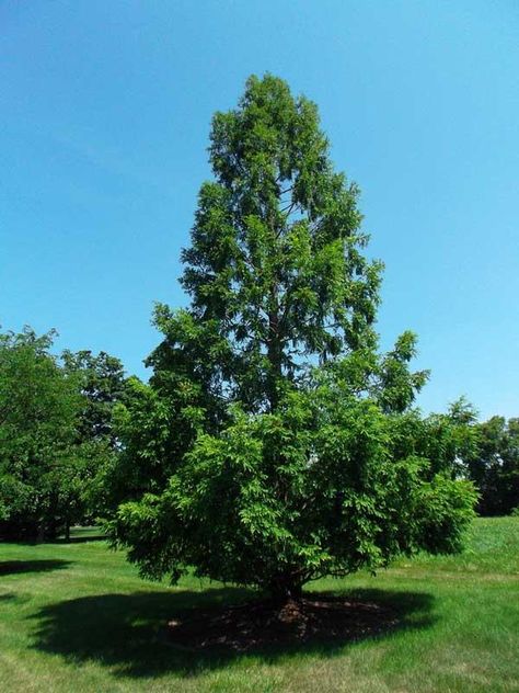 Dawn Redwood, Live Earth, Coast Redwood, Living Fossil, Sweet Gum, Central University, Urban Forest, Redwood Tree, Sierra Nevada Mountains