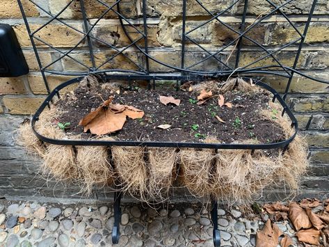 Coir Liners: The pros and cons of using coconut fibres in planters - Lady Greenwell Coconut Fiber Planter, Window Baskets, Lemon Cypress, Planter Liners, Metal Plant Hangers, Diy Coconut, Window Planters, Planter Design, Hens And Chicks