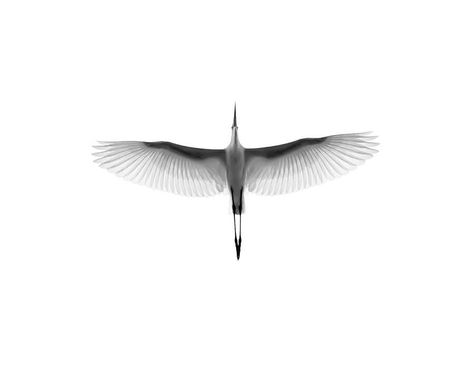 Egret Heron Tattoo, Crane Tattoo, Great Egret, Bird Flying, Herons, Birds Tattoo, Bird Photography, Mini Tattoos, Future Tattoos