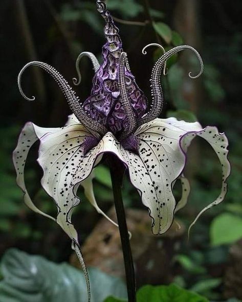 Pretty Flowers Pictures, Alien Plants, Goth Garden, Strange Flowers, Weird Plants, Gothic Garden, Plant Fungus, Boquette Flowers, Flower Meanings