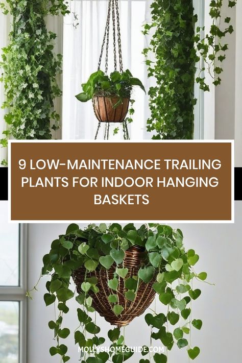 Discover the best trailing plants for indoor hanging baskets with our top picks. From stunning Trailing peperomias perfect for growing indoors to exquisite Trailing succulents that thrive in hanging baskets, explore outstanding plant choices to elevate your space. Whether you're looking for recommendations on trailing plants for containers or seeking the best options for creating a lush indoor garden, we've got you covered with a variety of beautiful options to transform your home. Plants For Hanging Baskets Indoor, Hanging Plants Indoor From Ceiling, Trailing Indoor Plants, Hanging Plants High Ceiling, Plant Shelf In Bathroom, Hanging Vine Plants Indoor, Hanging Plant Wall Indoor, Hanging Plants In Kitchen, Indoor Trailing Plants