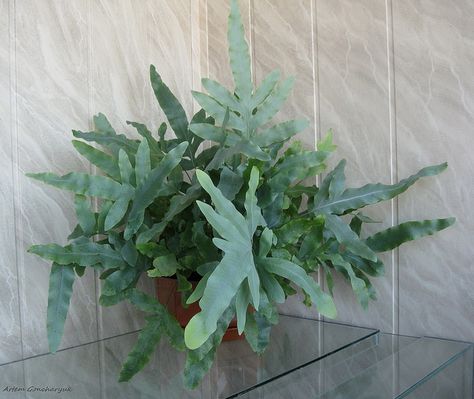 Phlebodium aureum - air cleaner + shadow plant Phlebodium Aureum, Shadow Plants, Indoor Jungle, Dark Room, Air Cleaner, View Image, Bahamas, Habitat, A Photo