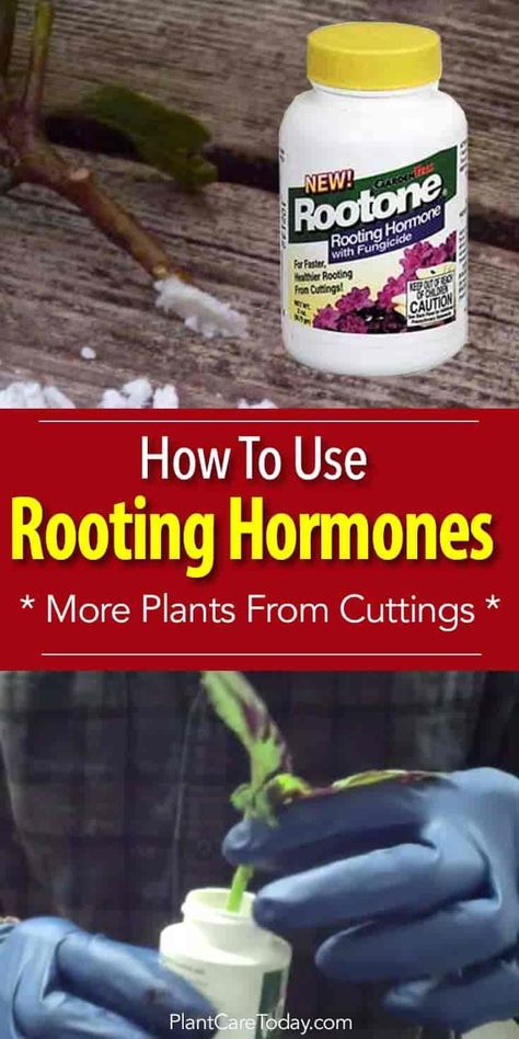 Plants From Cuttings, Growing Food Indoors, Rooting Hormone, Propagating Succulents, Gardening Techniques, Gardening Advice, Hydroponic Gardening, Growing Tomatoes, Plant Cuttings