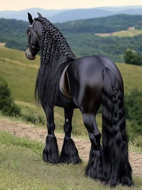 Huge Horse, Horse Black, Caballos Frisian, Unique Horses, Black Appolusa Horse, Black Horse Friesian, Rare Horse Colors, Largest Horse Breed, Black Quarter Horse Stallion