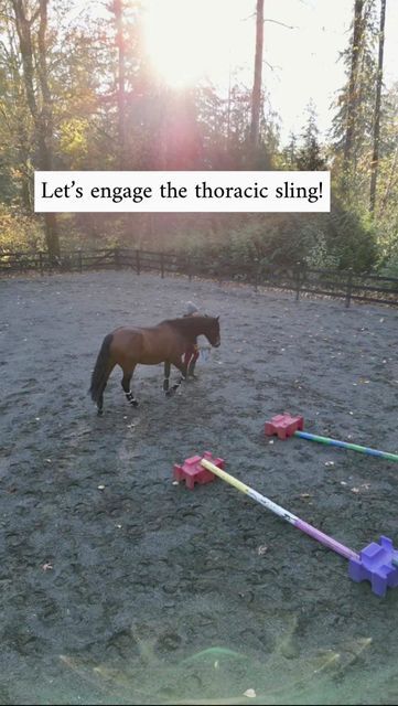 Kara O'Laughlin on Instagram: "Here’s another great ground pole exercise to develop not only the shoulders and thoracic sling, but also the hind end and proprioception! Reach out with any questions and use EBO100 for a special treat at EquineBodyworkOnline.com 🍁 . #equestrian #horse #equinebodywork #equinemassage #equinefitness #equinephysio #equestrianlife" Ground Pole Exercises For Horses, Ground Pole Exercises Horses, Pole Exercise, Pole Exercises, Equine Massage, Ranch Horse, Horse Exercises, Equestrian Life, Horse Training