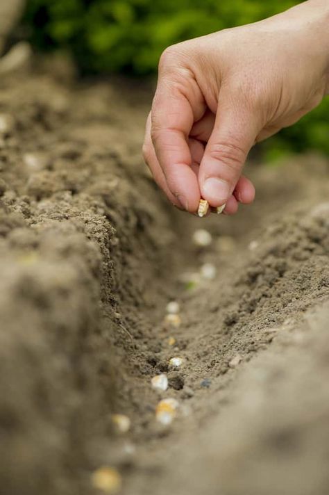 Planting Seed, Seed Planting, Sowing Seeds, Plant Seeds, Seed Starting Aesthetic, Vegetable Garden Vision Board, Planting Seeds Outdoors, Seeds Growing Photography, Planting Seeds Illustration