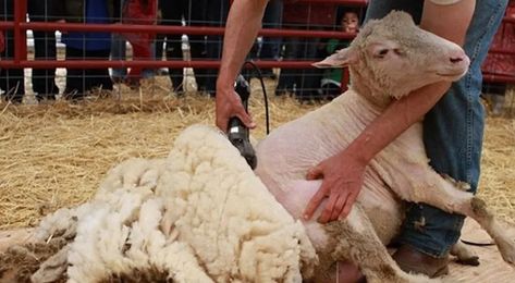 5 telltale signs you've been shearing sheep this week | agridirect.ie Poultry Equipment, Sheep Shearing, Advanced English Vocabulary, Horse Fly, Stone Barns, Poultry Farm, A Haircut, A Sheep, Hip Ups